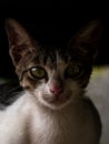 portrait of domestic cat in dark place