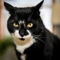 Portrait of a domestic cat looking straight at you Royalty Free Stock Photo