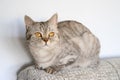 Portrait of a domestic cat. Scottish straight cute cat lies on the back of the sofa.