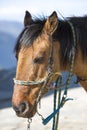 Portrait of a domestic chestnut horse. Merida, Venezuela Royalty Free Stock Photo