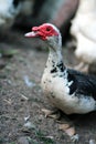 Portrait of a domestic duck. Cairina moschata drake Royalty Free Stock Photo