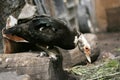 Portrait of a domestic duck. Cairina moschata drake Royalty Free Stock Photo