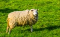 Portrait of a domestic dutch sheep standing in the grass pasture, popular agricultural animal