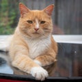 Portrait of domestic ginger orange cat