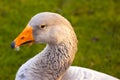 Portrait of a domestic goose / Anser anser domesticus Royalty Free Stock Photo