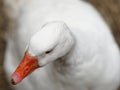 Portrait of Domestic goose, Anser cygnoides domesticus, in profile on bright green blured background. Domesticated grey goose, Royalty Free Stock Photo