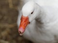 Portrait of Domestic goose, Anser cygnoides domesticus, in profile on bright green blured background. Domesticated grey goose, Royalty Free Stock Photo
