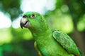 Portrait of domestic green parrot