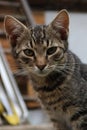 Portrait of domestic grey tiger pattern young cat, latin name Felis Catus, looking forward.