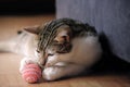 Portrait of domestic happy male cat playing with a ball at smooth background, extreme closeup