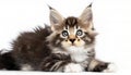 Portrait of domestic Maine Coon kitten - almost 1 month old. Cute young cat laying and looking at camera. Curious young striped
