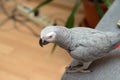 Portrait of domestic parrot Jaco