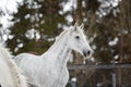 Portrait of domestic piebald horse walking in the snow paddock in winter