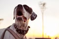 Portrait of domestic Pointer mixed with Dalmatian dog