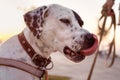 Portrait of domestic Pointer mixed with Dalmatian dog