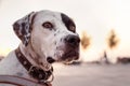 Portrait of domestic Pointer mixed with Dalmatian dog