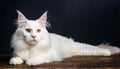 Portrait of domestic pure white Maine Coon cat with orange yellow eyes - 2 years old. Cute young cat laying with black background