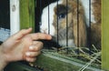 Portrait of a domestic rabbit inside a cage caressed by the hand of a Caucasian girl