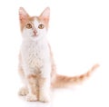 Portrait of domestic red kitten. Cute young cat sitting Royalty Free Stock Photo