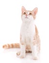 Portrait of domestic red kitten. Cute young cat sitting Royalty Free Stock Photo