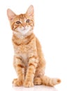 Portrait of domestic red kitten. Cute young cat sitting. Royalty Free Stock Photo