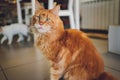 Portrait of domestic red Maine Coon kitten Cute young cat sitting in front and looking at camera. Curious young orange Royalty Free Stock Photo