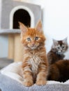 Portrait of domestic red Maine Coon kitten Royalty Free Stock Photo