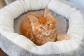 Portrait of domestic red Maine Coon kitten Royalty Free Stock Photo