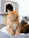 Portrait of domestic red Maine Coon kitten Royalty Free Stock Photo