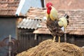 Portrait of a domestic, rooster on a pile of hay