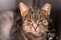 Portrait of a domestic shorthair cat with the ear cropped and positive to feline coronavirus infection, feline immunodeficiency