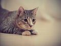 Portrait of a domestic striped young cat on a floor. Royalty Free Stock Photo