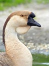 Portrait of a domestic Swan Goose