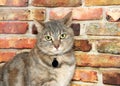Portrait of a domestic tabby cat with collar Royalty Free Stock Photo