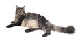 Portrait of domestic tabby Maine Coon cat. Royalty Free Stock Photo