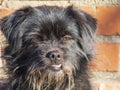 Portrait of a domestic village dog. A cute black fluffy mixed breed dog looks into the camera. Favorite Pet in the sunlight Royalty Free Stock Photo