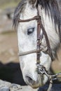 Portrait of a domestic white horse. Merida, Venezuela Royalty Free Stock Photo