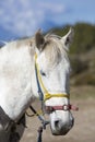 Portrait of a domestic white horse. Merida, Venezuela Royalty Free Stock Photo