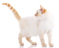 Portrait of domestic white and red kitten. Cute young cat. Royalty Free Stock Photo