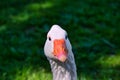 Portrait of a domesticated goose (Anser anser domesticus)