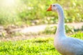 Portrait of Domesticated grey goose, greylag goose or white goose on bright green blured background Royalty Free Stock Photo