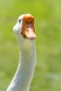 Portrait of Domesticated grey goose, greylag goose or white goose on green blured background Royalty Free Stock Photo