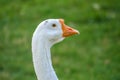 Portrait of Domesticated grey goose, greylag goose or white goose on green blured background Royalty Free Stock Photo