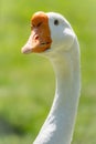 Portrait of Domesticated grey goose, greylag goose or white goose on green blured background