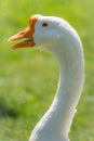 Portrait of Domesticated grey goose, greylag goose or white goose on green blured background with an open beak Royalty Free Stock Photo