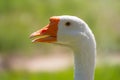 Portrait of Domesticated grey goose, greylag goose or white goose on green blured background with an open beak Royalty Free Stock Photo