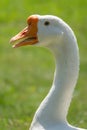 Portrait of Domesticated grey goose, greylag goose or white goose on green blured background with an open beak Royalty Free Stock Photo