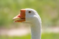 Portrait of Domesticated grey goose, greylag goose or white goose on green blured background with an open beak Royalty Free Stock Photo