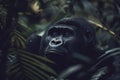 dominant male gorilla in forest.Generative Ai Royalty Free Stock Photo