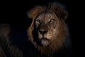 Portrait of a dominant male lion in the spotlight